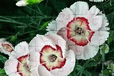 flores jigsaw puzzle