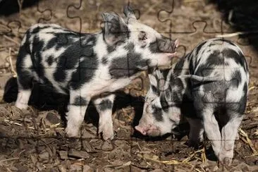 Imagem jigsaw puzzle