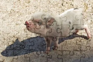Imagem jigsaw puzzle