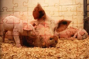 Imagem jigsaw puzzle
