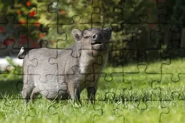 Imagem jigsaw puzzle