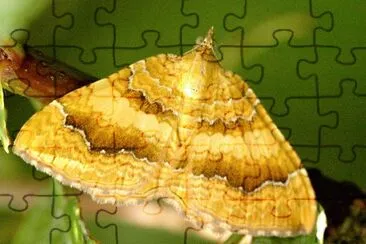 Camptogramma bilineata jigsaw puzzle