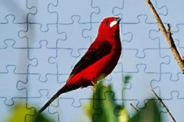 pÃ¡ssaro jigsaw puzzle