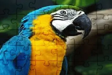 pÃ¡ssaro jigsaw puzzle