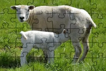 Imagem jigsaw puzzle