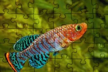Imagem jigsaw puzzle
