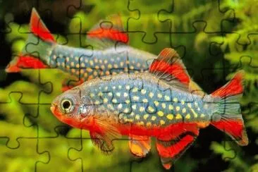 Imagem jigsaw puzzle