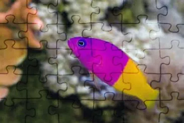 Imagem jigsaw puzzle