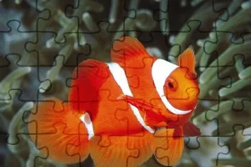 Imagem jigsaw puzzle