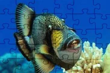 Imagem jigsaw puzzle