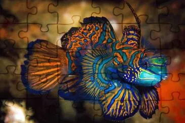 Imagem jigsaw puzzle