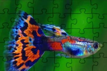 Imagem jigsaw puzzle