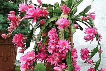 flores