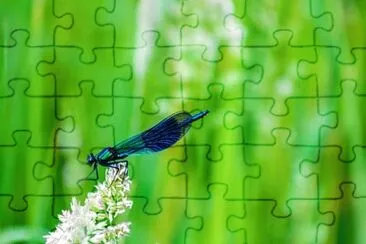 Imagem jigsaw puzzle