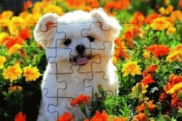 Imagem jigsaw puzzle