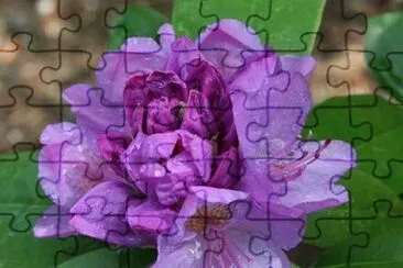 Imagem jigsaw puzzle