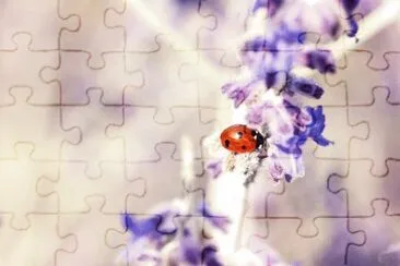 Imagem jigsaw puzzle