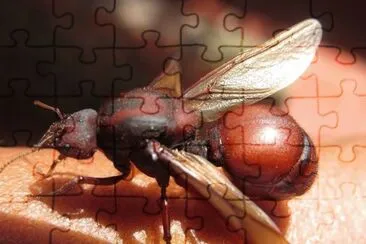 Culona jigsaw puzzle