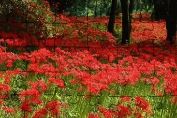 OK jigsaw puzzle