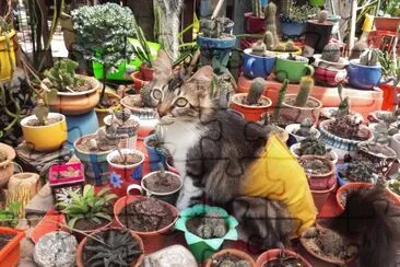 MIA  CUIDANDO LOS CACTUS jigsaw puzzle