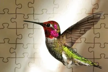colibri