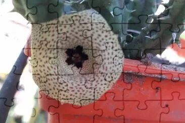 HUERNIA YEMENEQUENSIS jigsaw puzzle