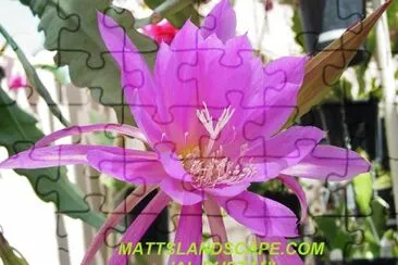 EPIPYLLUM VIOLETA
