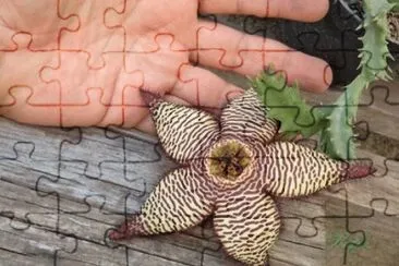 ORBEA HIBRIDA