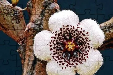 STAPELIA  ARENARIUS