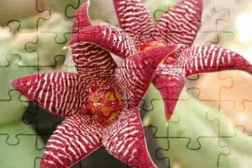 PIARANTHUS GLOBOSOS jigsaw puzzle