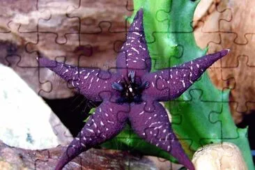 פאזל של STAPELIA STARLIGTH