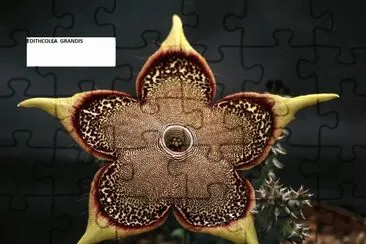 EDITHCOLEA GRANDIS jigsaw puzzle