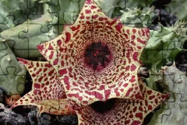 HUERNIA URCEALATA jigsaw puzzle