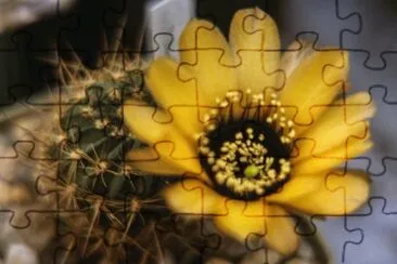 LOBIVIA  VATERII jigsaw puzzle