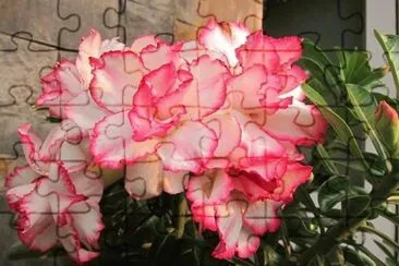ROSA DEL DESIERTO DOBLE
