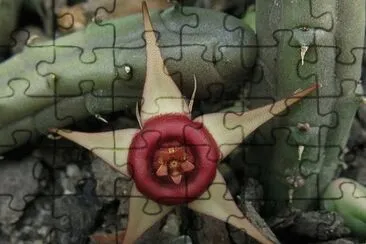 HUERNIA PROCUMBENS