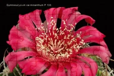 GYMNOCALYCIUM