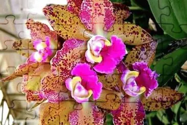 flores