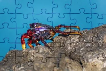 Imagem jigsaw puzzle