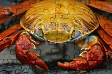 Imagem jigsaw puzzle