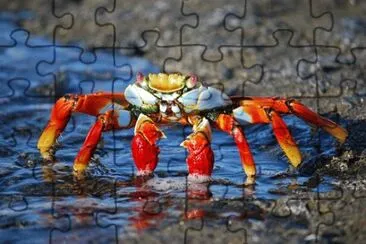Imagem jigsaw puzzle