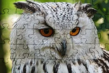 Imagem jigsaw puzzle