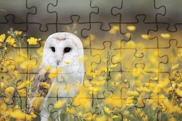 Imagem jigsaw puzzle