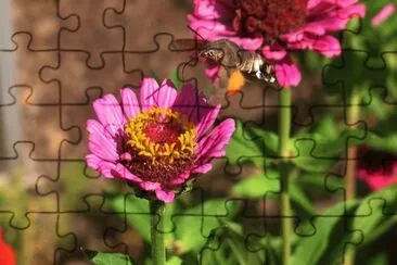 Imagem jigsaw puzzle