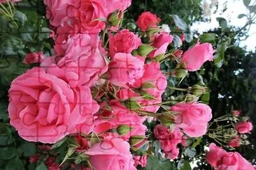 flores