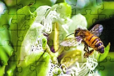 Imagem jigsaw puzzle