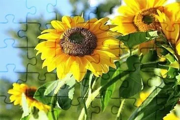 flores jigsaw puzzle