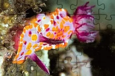 cores jigsaw puzzle