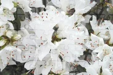 AzalÃ¨e jigsaw puzzle