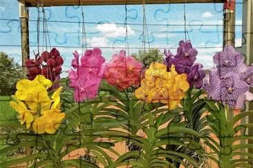 flores